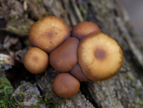 Group of mushrooms growing on a tree trunk in the autumn forest.