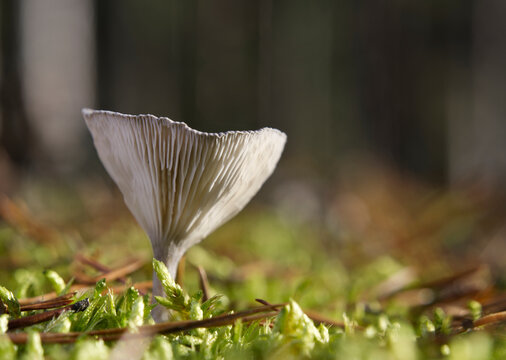 Mushrooms growing in the autumn forest on a sunny day.