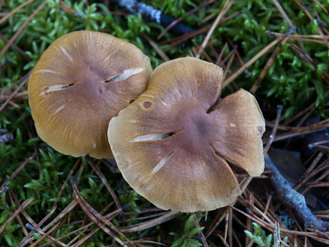Mushrooms growing in the autumn forest on moss.