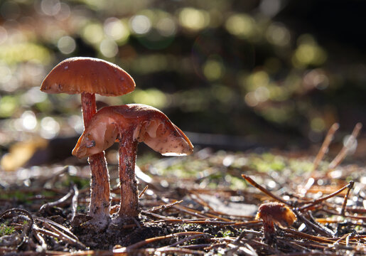 Mushrooms growing in the autumn forest on a sunny day.