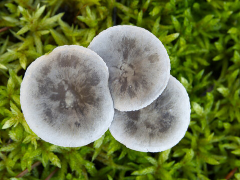 Mushrooms growing on a mossy tree stump in the autumn forest.