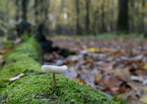 Mushrooms growing on a mossy fallen tree trunk in the autumn forest.