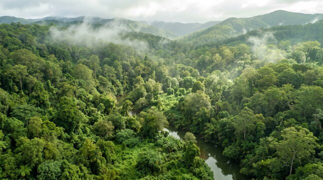 Aerial view of lush green tropical rainforest valley with winding river and low clouds clinging to mountains