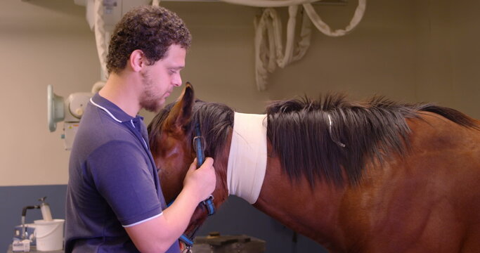Side view of Caucasian medical staff petting horse while female nurse cleans a horses foot in the ho