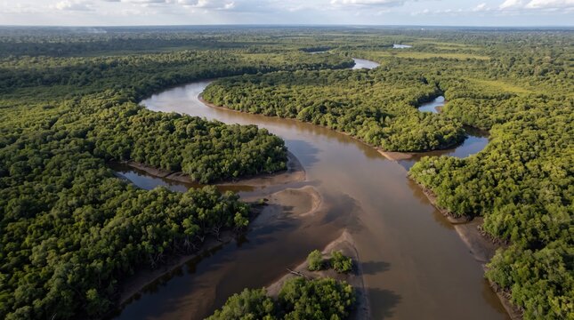 Aerial View of Winding River in Lush Tropical Forest