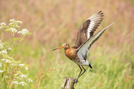 Godwit, Limosa limosa