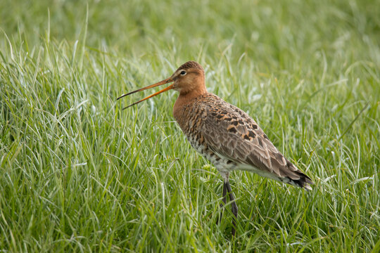 Godwit, Limosa limosa