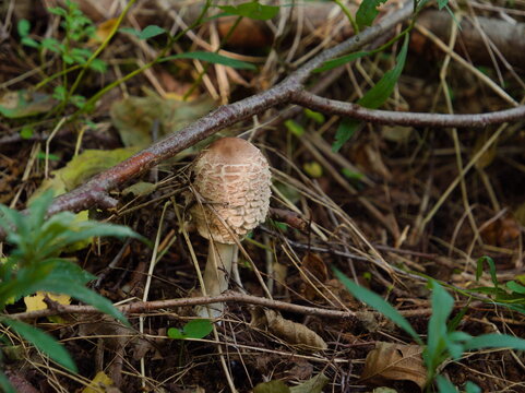 Natural environment photography of a solitary young edible parasol mushroom Macrolepiota procera with textured scaly cap half hidden among wild green foliage and dry twigs on forest ground in autumn.