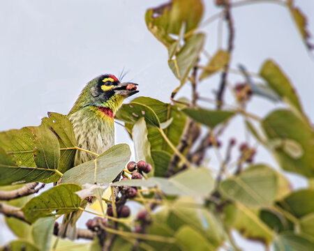 A Coppersmith Barbet