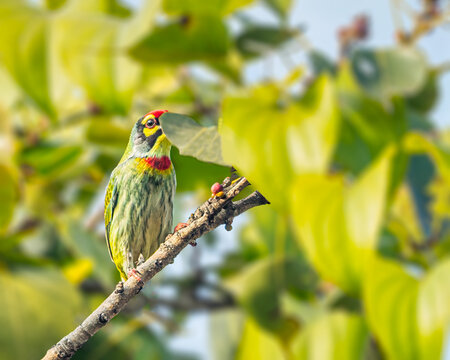 A Coppersmith Barbet