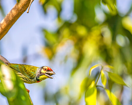 A Coppersmith Barbet
