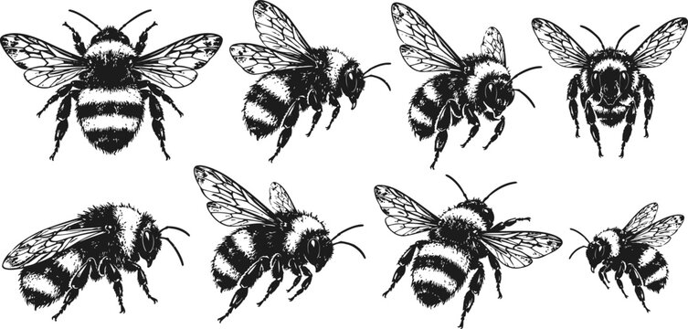 Collection of detailed bee and bumblebee illustrations various insects in flight and resting angles black and white naturalistic drawing