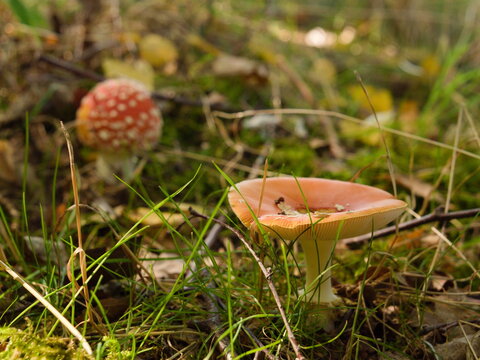 Two different wild mushrooms growing together on forest floor in autumn woodland environment with clear focus on foreground fungus and blurred fly agaric in background natural nature photography.