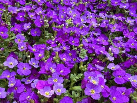 Purple rock cress Aubrieta deltoidea purple flowers.