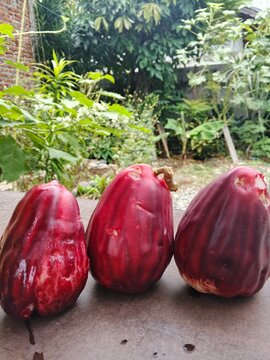 Three fresh ripe red wax apples (Syzygium samarangense) on table in the garden