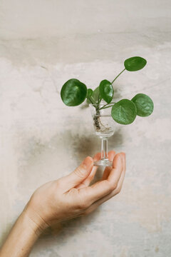 Holding a Small Plant in a Glass Holder Against a Textured Wall