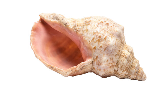 Natural conch shell with pink interior, decorative sea shell isolated on white, tropical marine mollusk shell for beach themed decor
