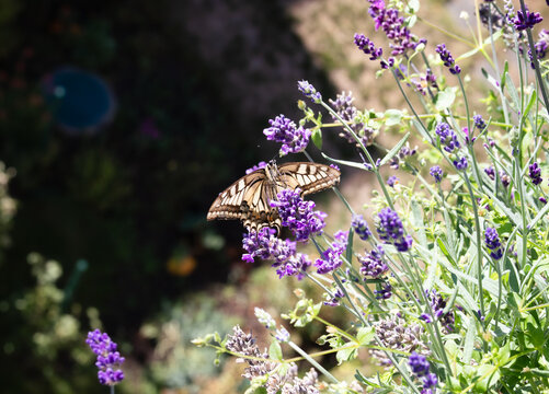 Old World swallowtail butterfly feeding on lavender. Front view of butterfly face with big round eyes, tongue and antenna eating nectar from fall flowers. Lucerne, Switzerland. Selective focus.