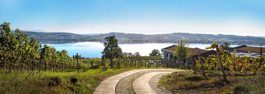 Vineyard panorama with lake in background. Rows of grapevines plants with stakes and wire and road to a farmhouse. Lake Sempach, Lucerne, Switzerland. Selective focus.