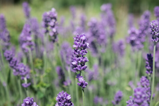 English lavender in garden. Close up. Purple summer garden background.  Blooming flower lavender field. Essential oil and aromatherapy concept. Selective focus.