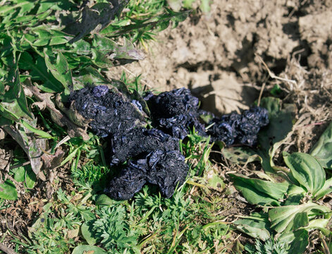 Badger scat on alpine meadow with undigested blueberry skins. Dark blue excrement from wildlife gorging on berries in autumn. Hasliberg, Bernese Oberland, Switzerland. Selective focus.