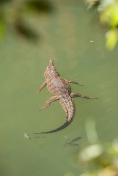 Crocodile in river, wildlife, top view, through foliage. Victoria River, Australia