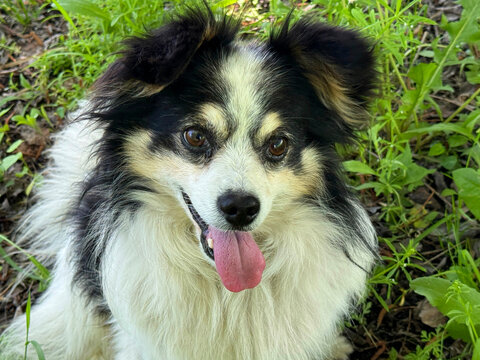 Funny shaggy dog with tongue out.