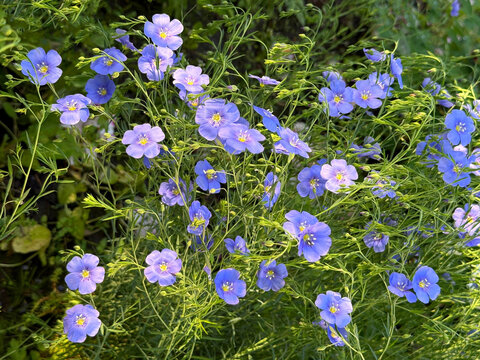 Lint Blue Flax flowers linum perenne in field.