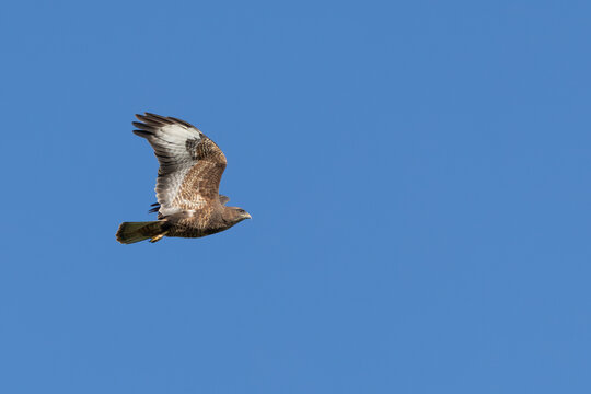 Common buzzard in flight with wings raised