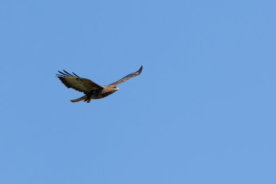 Common buzzard gliding against a blue sky