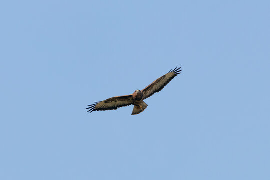 Common buzzard soaring with wings spread wide
