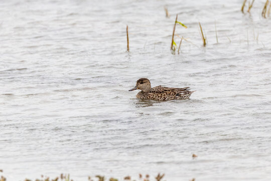 Female teal swimming on silvery rippled water