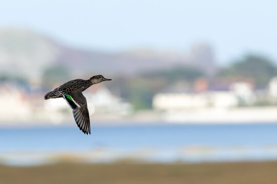 Teal in flight showing its green wing patch