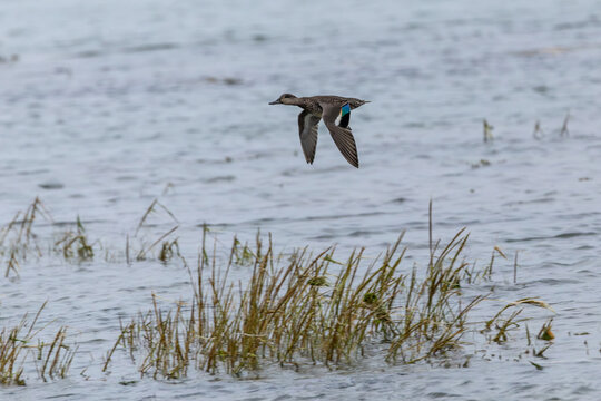 Teal in flight over water and marsh grass