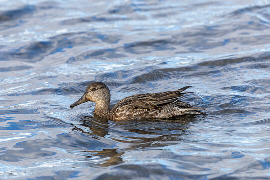 Close-up of a teal swimming on rippled blue water