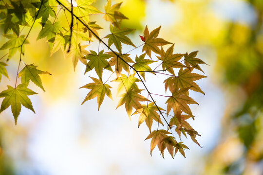 Autumn red maple leaves on a blurred forest background, very shallow focus. Colorful foliage in the autumn park. Excellent background on the theme of autumn, fall.