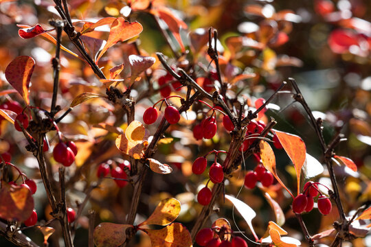 Autumn foliage, red cotoneaster berries, and small oval fall green leaves illuminated by warm sunlight against a softly blurred background with beautiful bokeh. 