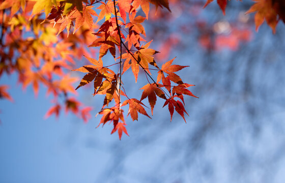 Autumn red maple leaves on a blurred forest background, very shallow focus. Colorful foliage in the autumn park. Excellent background on the theme of autumn, fall.