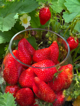 Strawberry ripe sweet berries in glass