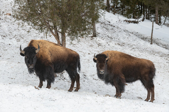 Wild American Bison in Yellowstone National Park