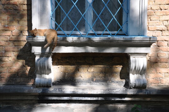 Ginger cat walking along an ornate stone window ledge beneath a blue lattice window on an old weathered brick building