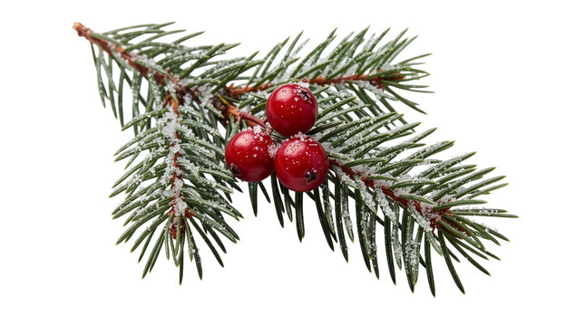 A snow-dusted pine branch with three red berries, laid diagonally, macro detail, white background
