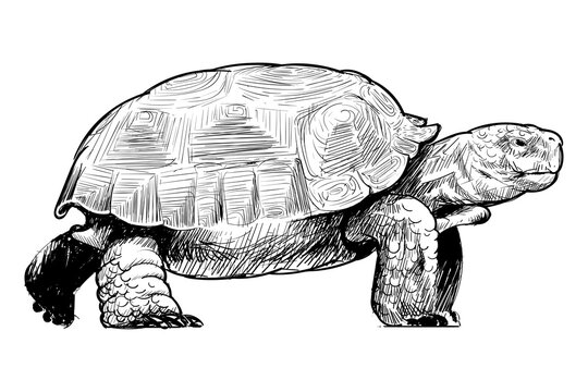 Png turtle sketch animal illustration, transparent background