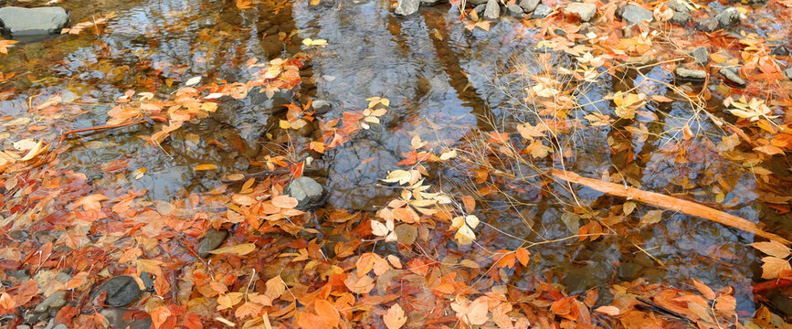 Autumn leaves float across a clear shallow stream, revealing rocks and a natural streambed beneath the water. Warm orange and brown foliage creates a seasonal nature background with bright outdoor lig
