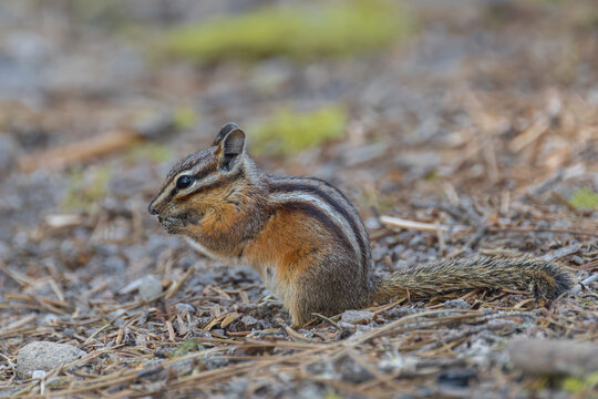 Yellow-pine Chipmunk (Neotamias amoenus) in Lassen Volcanic National Park, CA