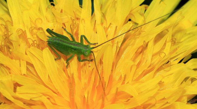 Gr&uuml;nes Heupferd, Larve auf L&ouml;wenzahnbl&uuml;te, die 
Fl&uuml;gel sind noch sehr kurz, da es sich um ein Jungtier handelt. Eine unserer h&auml;ufigsten Laubheuschrecken.