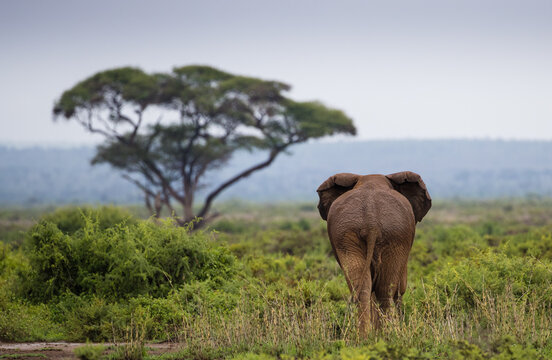 Stado słoni na afrykańskiej sawannie w Amboseli National Park Kenia