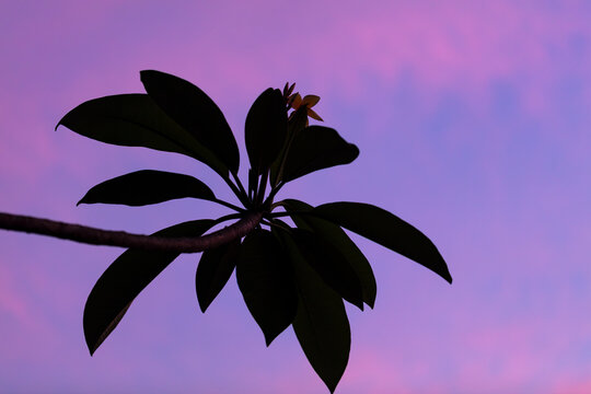 Silhouette d'une branche de Frangipanier 