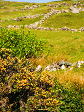 Sunny Irish hillside with green grass and scattered rocks. Yellow flowering shrubs dot the landscape. Clear blue sky above. Perfect for nature, travel, or outdoor-themed projects. Travel Ireland.