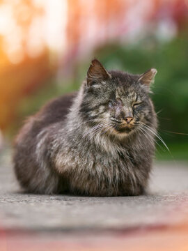 Fluffy gray cat sits calmly on pavement. One eye appears partially closed, giving it a sleepy, gentle look. Fur looks soft and slightly messy. Image great for pet blogs, animal rescue campaigns